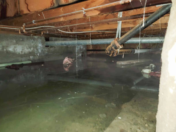 Best Mold removal after water damage  in Sun City, AZ