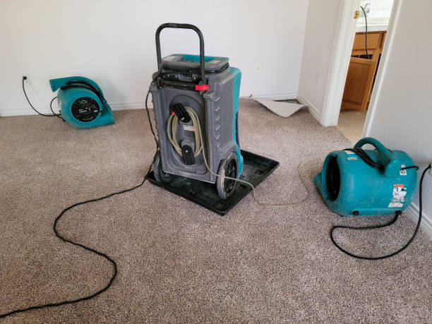 Best Mold removal after water damage  in Sun City, AZ